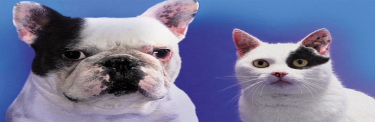 Assurance animaux Chien et Chat